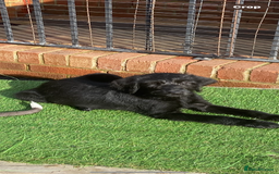 Labradoodle dogs for sale: F1 labradoodles  - Image 11