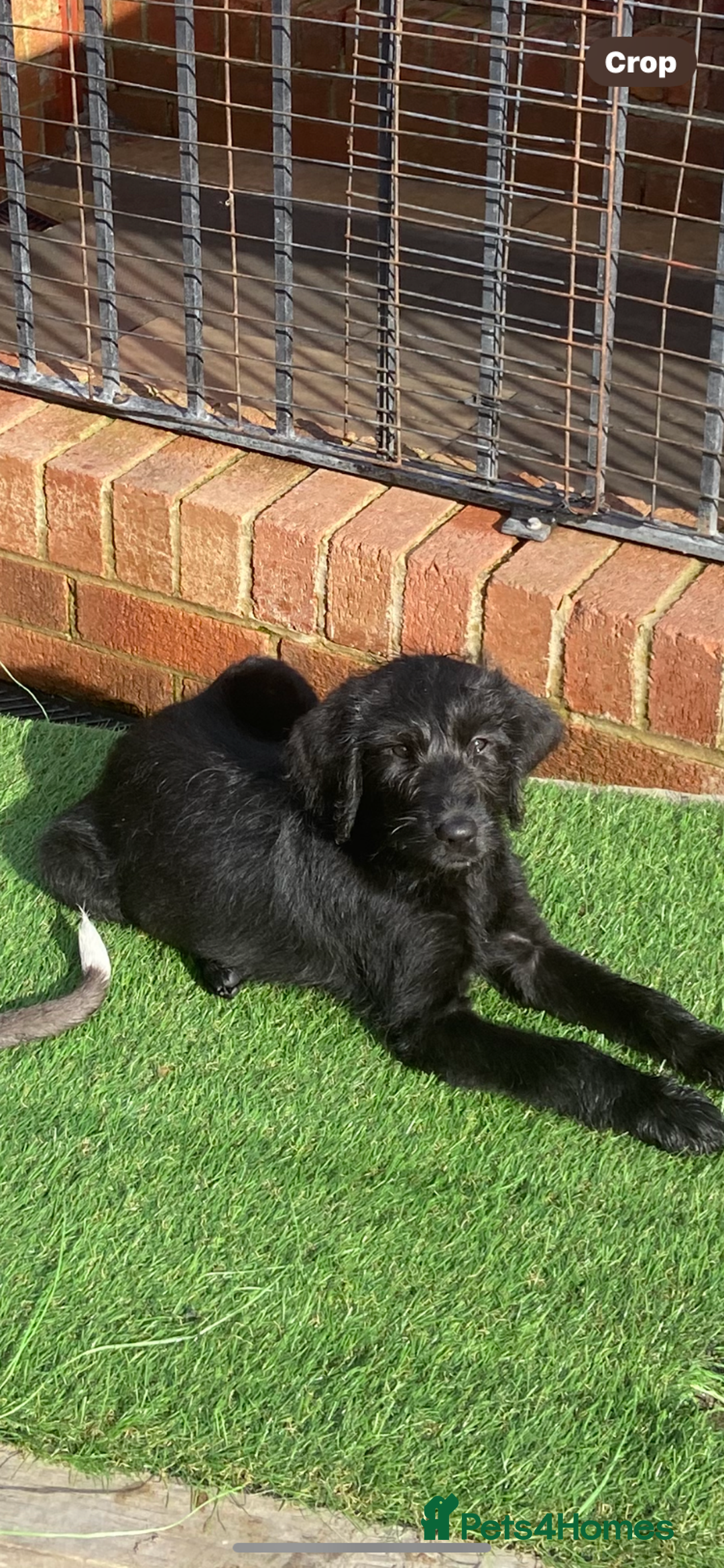 Labradoodle dogs for sale: F1 labradoodles  - Image 11