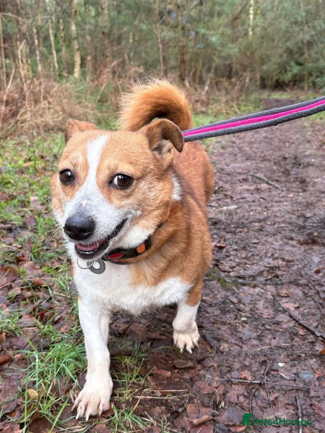 Mixed Breed dogs for adoption: Polly - Norwich Norfolk  - Advert 19