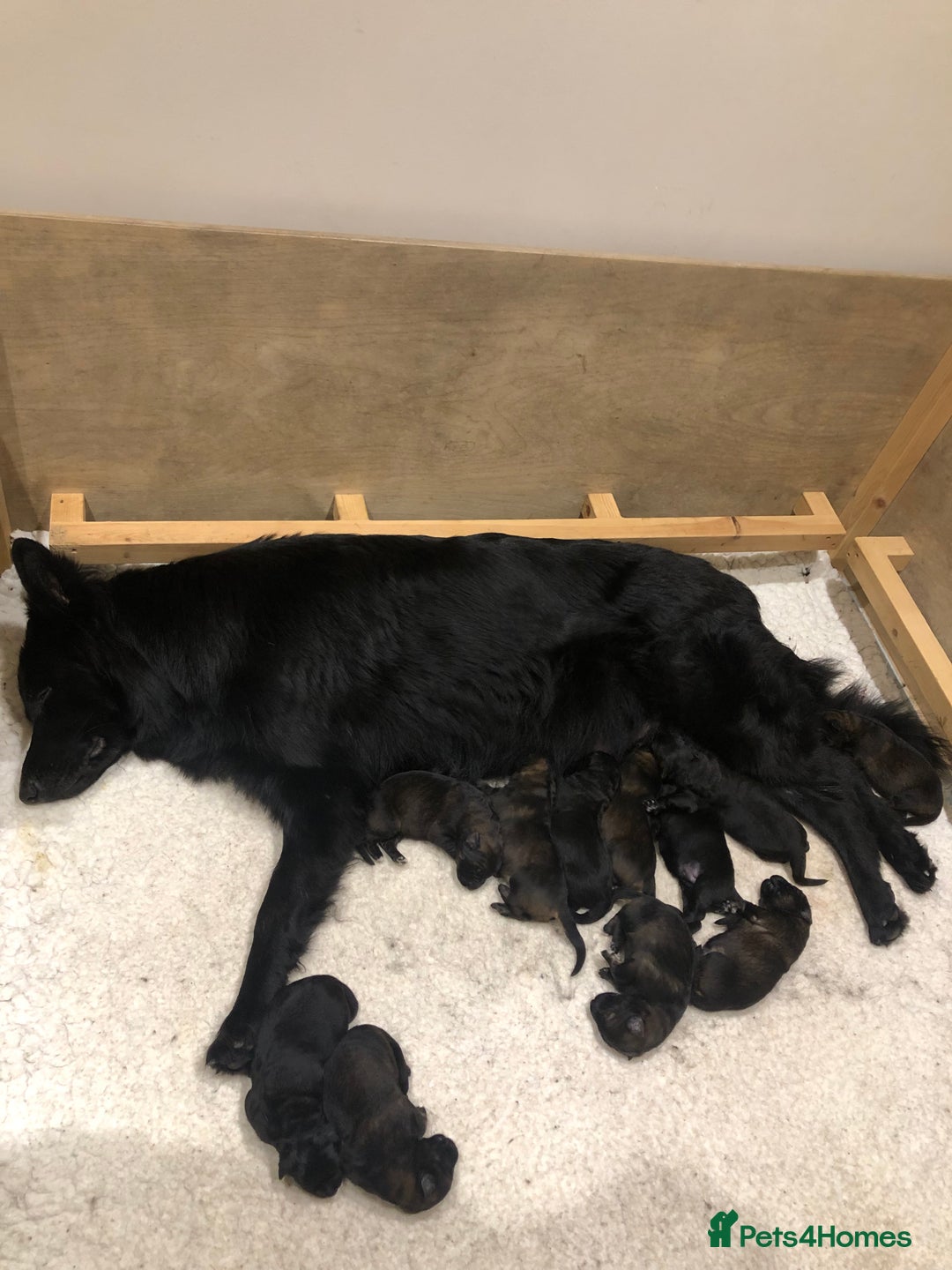 German Shepherd dogs for sale: KC HEALTH TEST LONG HAIRED GERMAN SHEPHERD PUPPIES - Advert 1