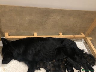 German Shepherd dogs KC HEALTH TEST LONG HAIRED GERMAN SHEPHERD PUPPIES - Advert 1