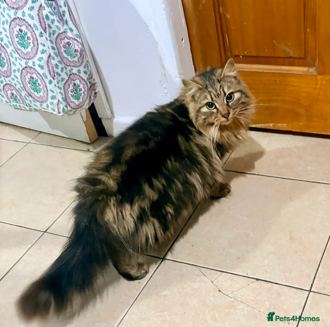 Mixed Breed cats for sale: Boomy - Advert 3