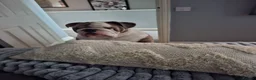 English Bulldog dogs for stud: British bulldog stud - Advert 3
