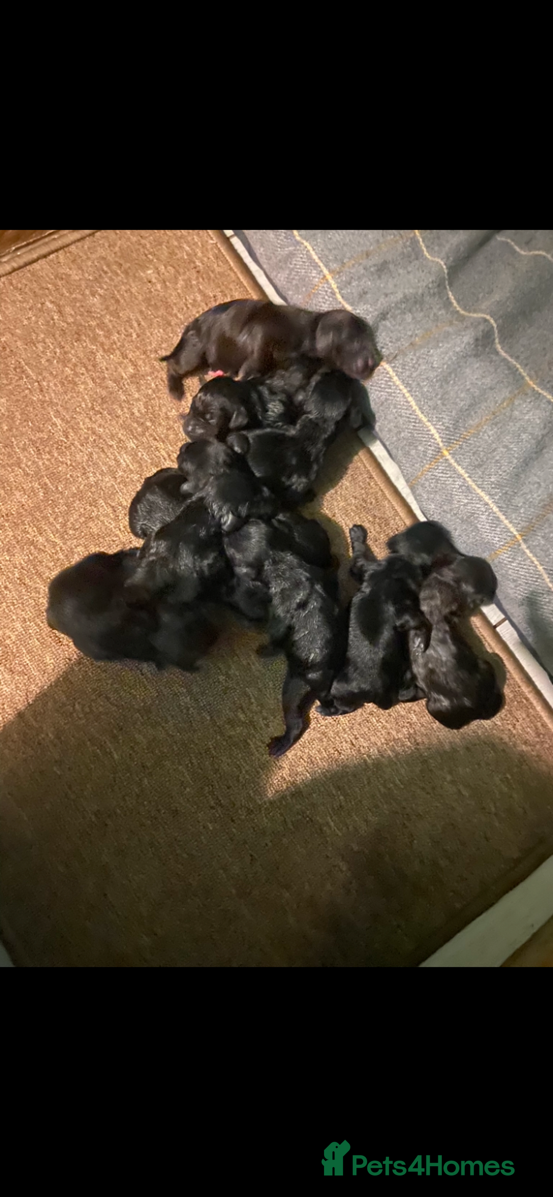Cocker Spaniel dogs for sale: 10 Gorgeous KC Cocker Spaniel Puppies - Image 3