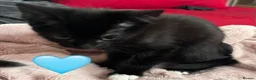 Mixed Breed cats for sale: 😻💚🩵💙🧡💛😻 - Advert 23