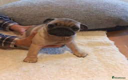 Pug dogs for sale: Pug puppies boys and girls  - Image 2