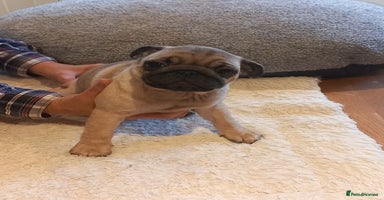 Pug dogs - Advert 11
