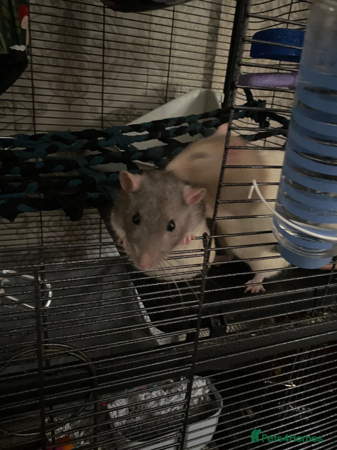 Rat rodents for sale: 2 male rats (milo and spud) - Advert 4