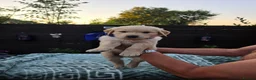 Golden Retriever dogs for sale: 9 beautiful golden retriever puppies - Advert 11