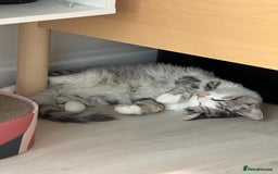 Munchkin cats for sale: Pedigree TICA Munchkin Kittens – Short Legs 🐈 - Image 23