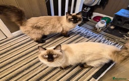 Ragdoll cats for sale: 2 Ragdoll brothers £350 each or £500 pair - Advert 1