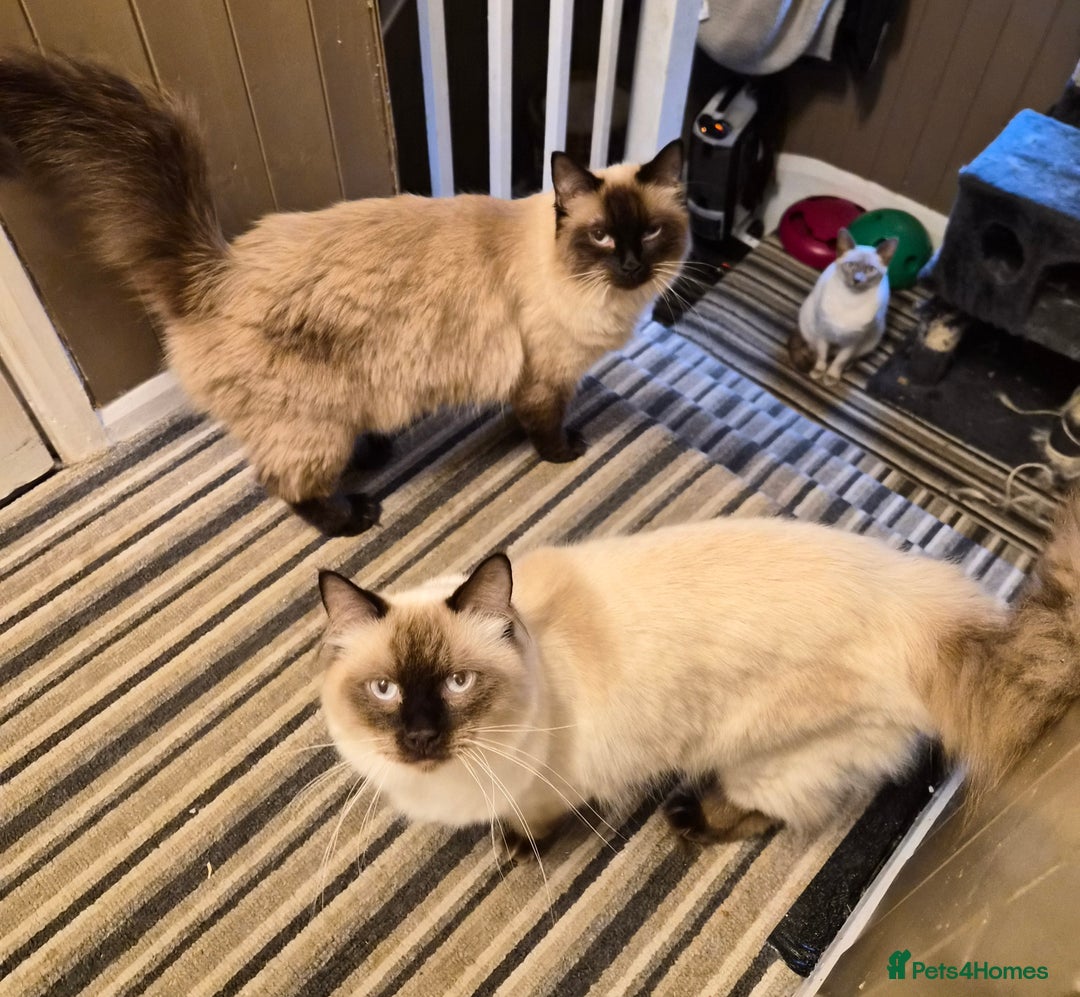 Ragdoll cats for sale: 2 Ragdoll brothers £350 each or £500 pair - Advert 1