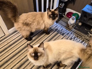 Ragdoll cats 2 Ragdoll brothers £350 each or £500 pair - Advert 12