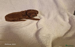 Cavapoo dogs for sale: Fox Red Cavapoo F1 Puppies  - Image 14