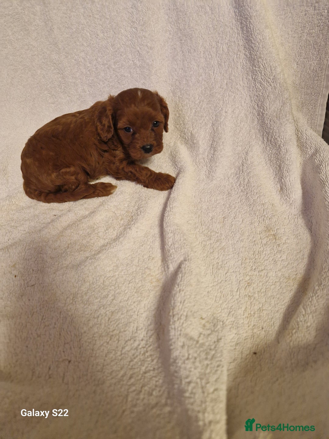 Cavapoo dogs for sale: Fox Red Cavapoo F1 Puppies  - Image 14