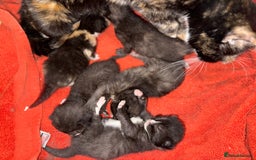 Mixed Breed cats for sale: Mix breed kittens for sale - Image 1