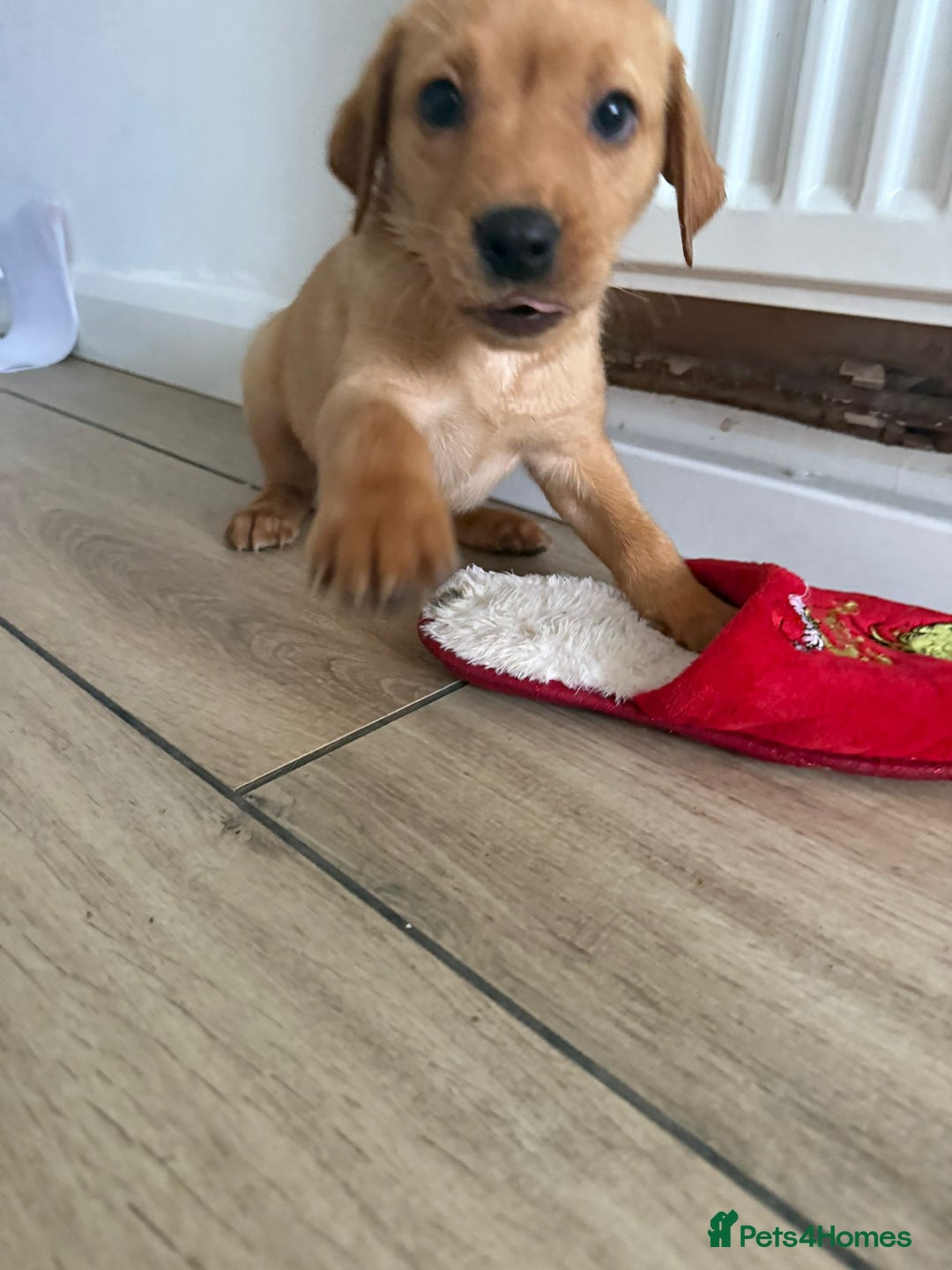 Labrador Retriever dogs for sale: Labrador puppies - Image 6