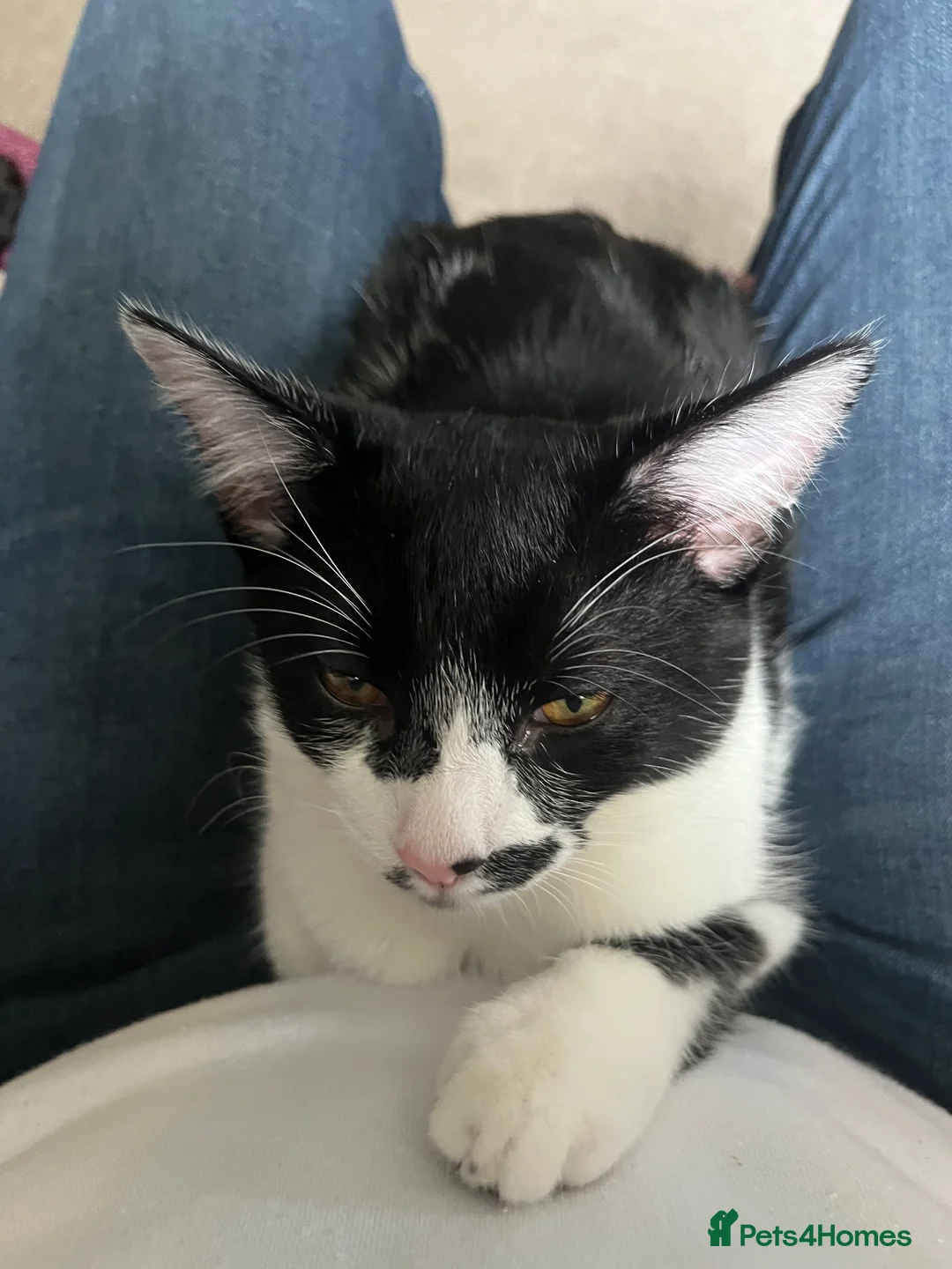 Mixed Breed cats for sale: Beautiful , affectionate male cats - Advert 2