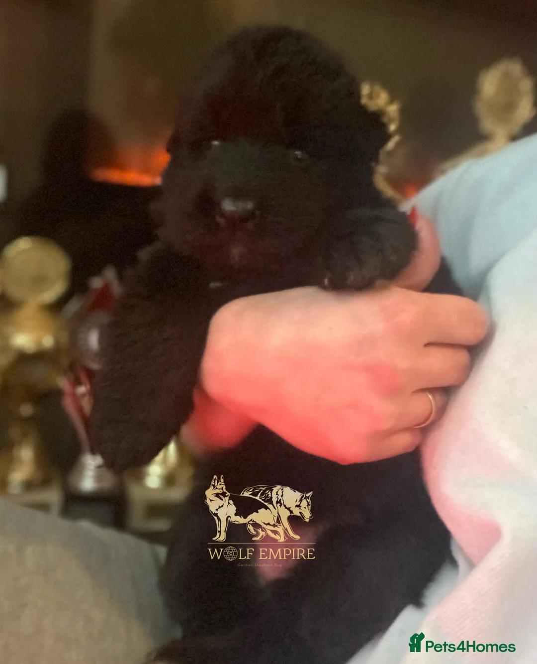 German Shepherd dogs for sale: ⭐️BEAUTIFUL solid black Girl available ⭐️ - Advert 6