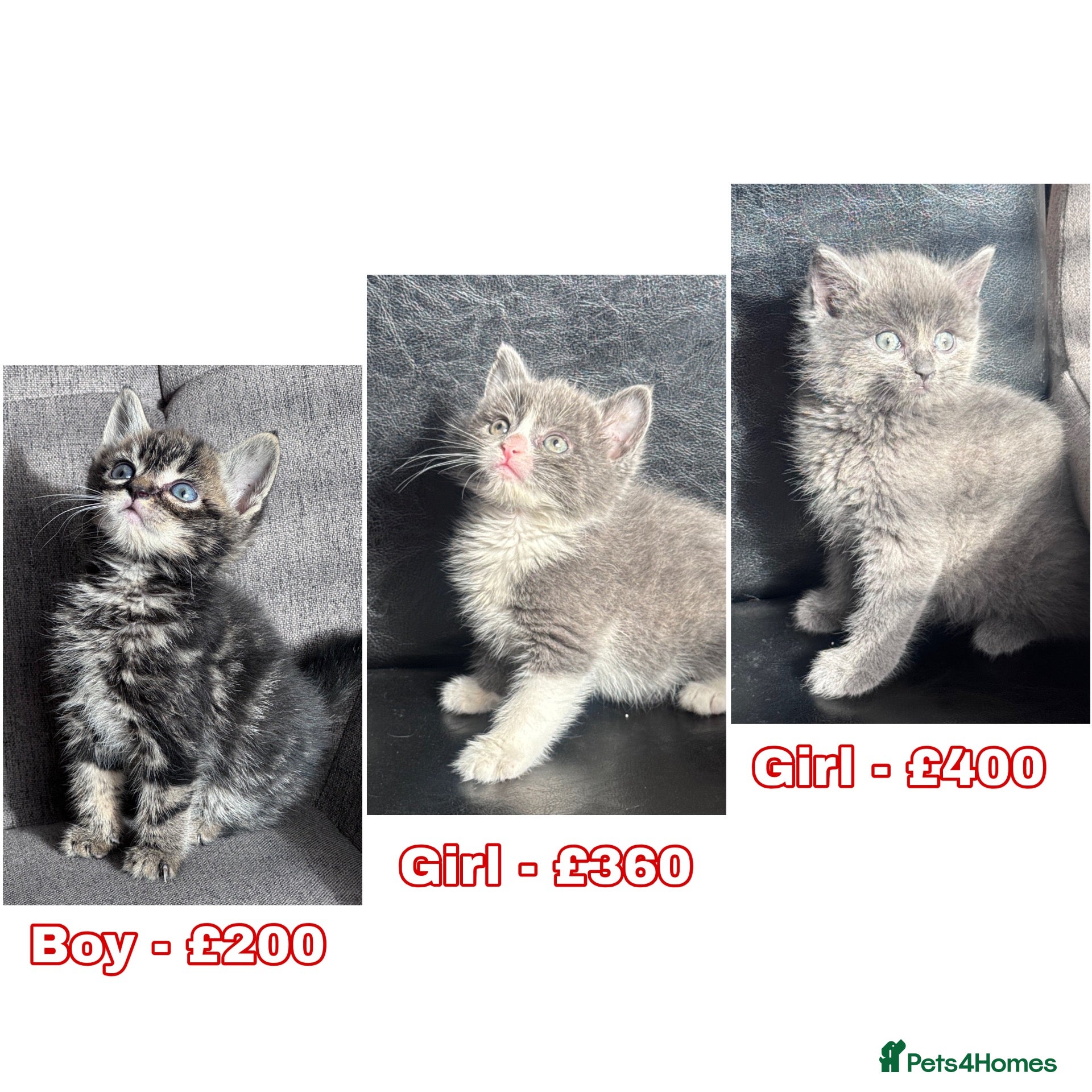 Mixed Breed cats Beautiful kittens  - Advert 1