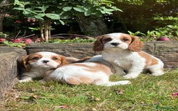 Cavalier King Charles Spaniel dogs for sale: 4 beautiful King Charles cavaliers 🩷 - Image 9