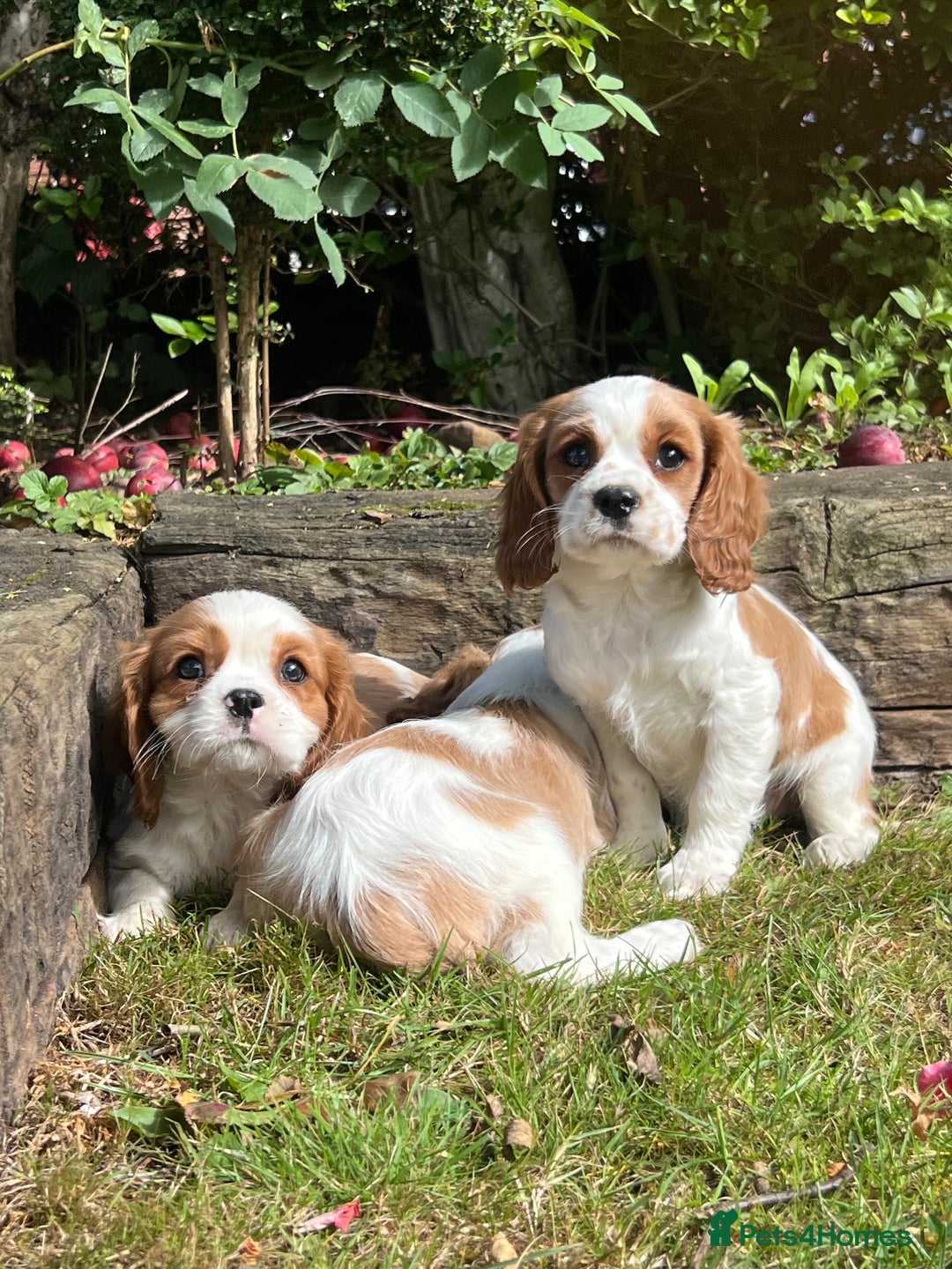 Cavalier King Charles Spaniel dogs for sale: 4 beautiful King Charles cavaliers 🩷 - Image 9