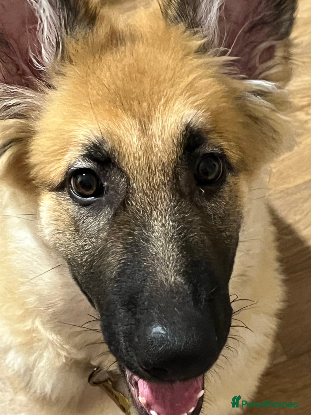 German Shepherd dogs for sale: German shepherd  - Advert 2