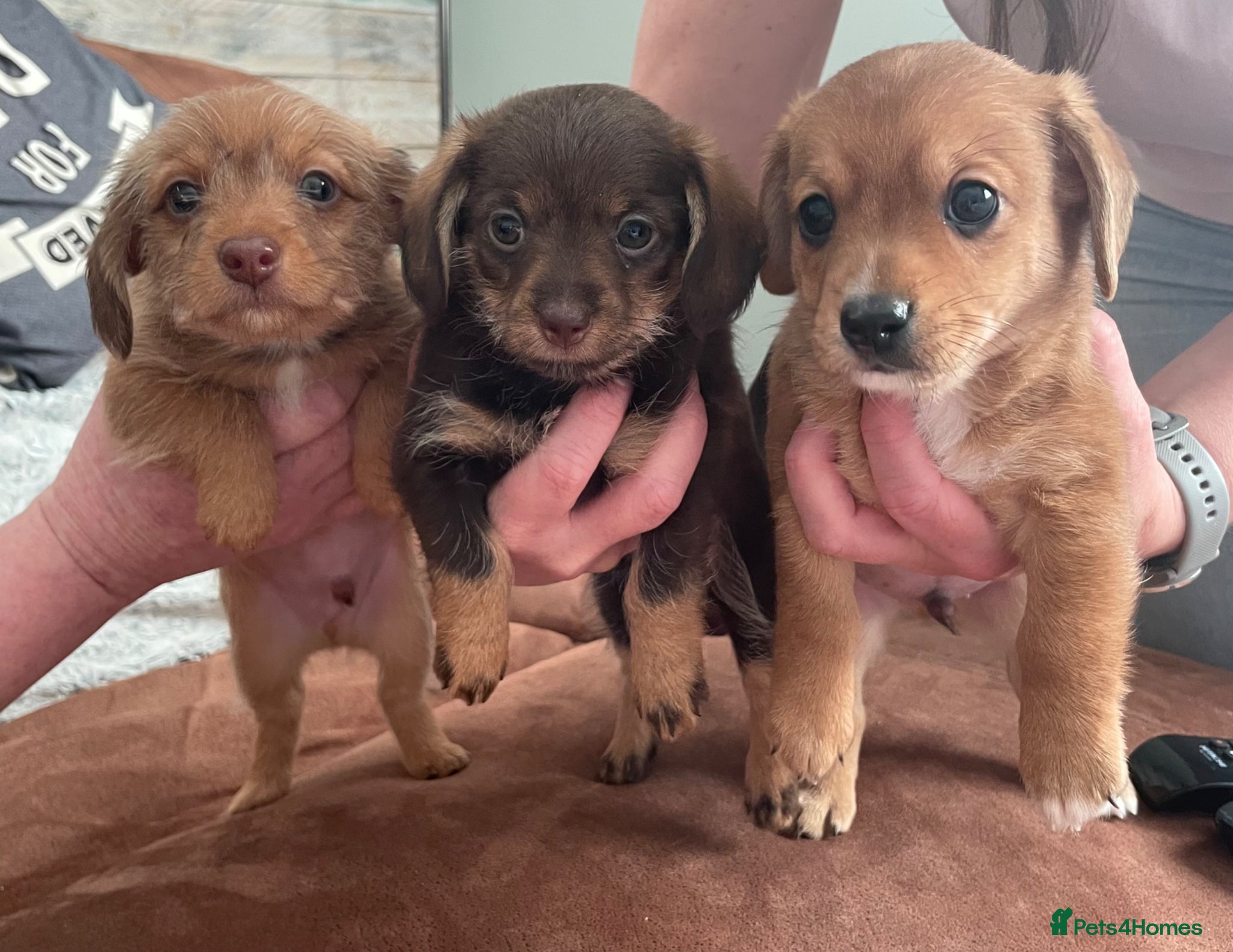 Mixed Breed dogs Dameranians - Advert 17