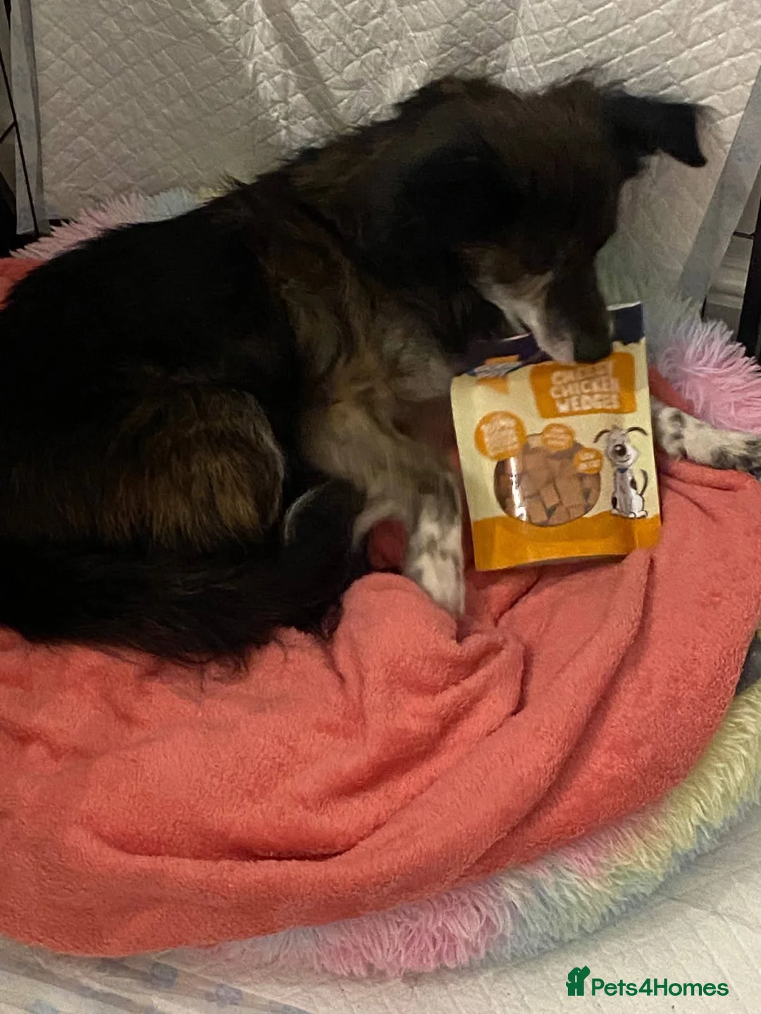 Mixed Breed dogs for adoption: Meet Gizmo, currently residing in Lancashire  - Advert 4