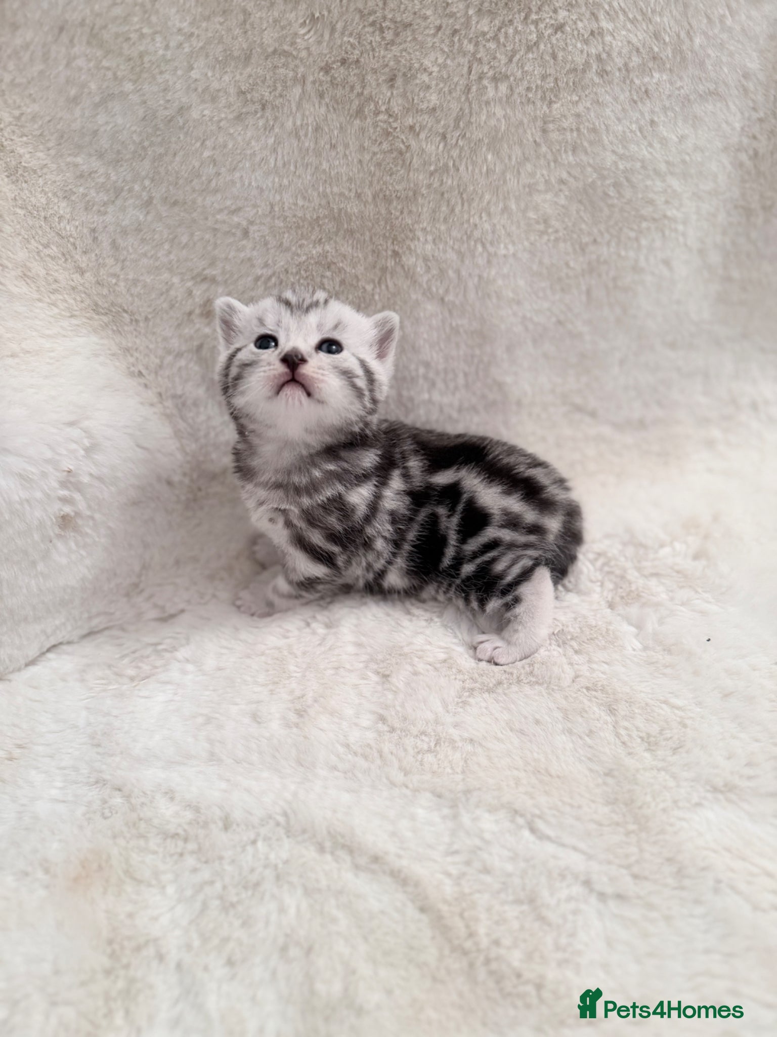 British Shorthair cats British shorthair silver tabby female kittens  - Advert 2