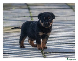 Rottweiler dogs 5-Generation Kennel Club Puppies Elite Bloodlines - Advert 8