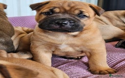 Shar Pei dogs for sale: Shar Pei puppies (READY TO GO NOW) - Image 15