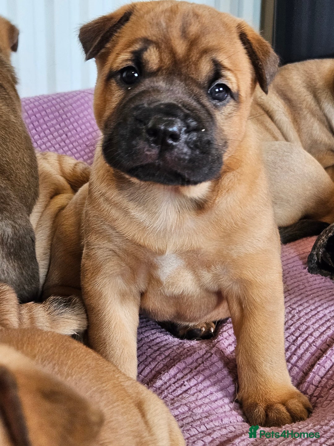 Shar Pei dogs for sale: Shar Pei puppies (READY TO GO NOW) - Image 15