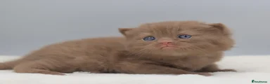 British Shorthair 3