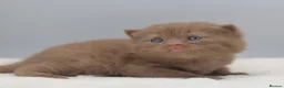 British Shorthair cats for sale: PEDIGREE BRITISH SHORTHAIR KITTENS - Advert 11