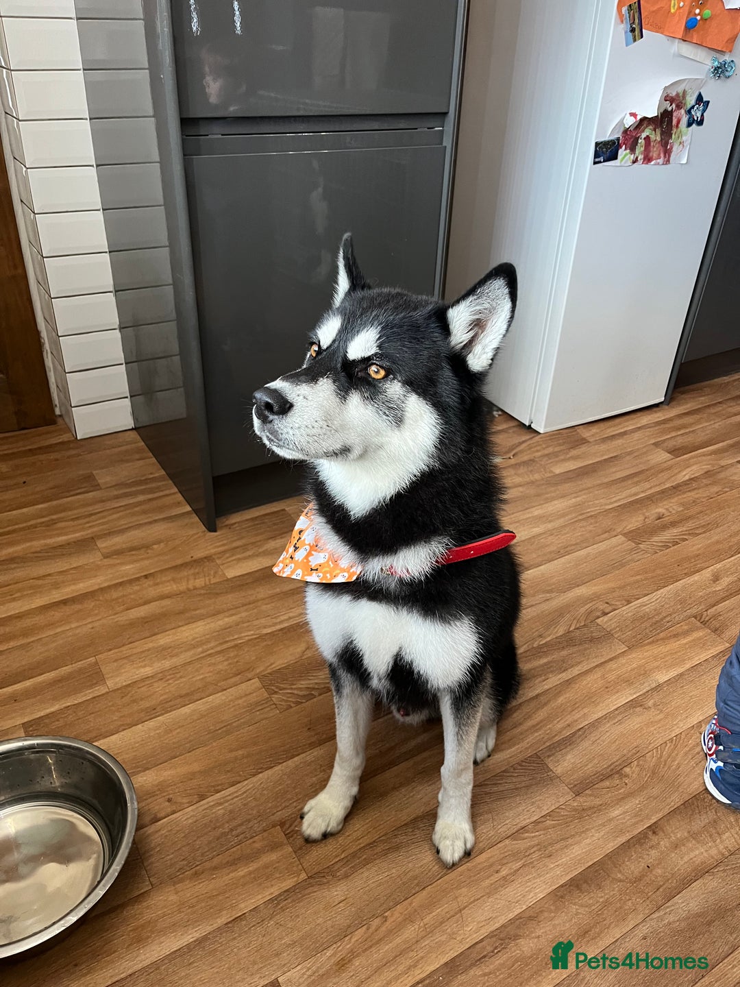 Siberian Husky dogs for stud: Meet Odin  - Advert 1