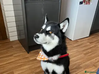 Siberian Husky dogs Meet Odin - Advert 9