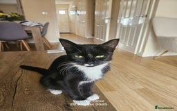 British Shorthair cats for sale: X2 boys available  - Image 3