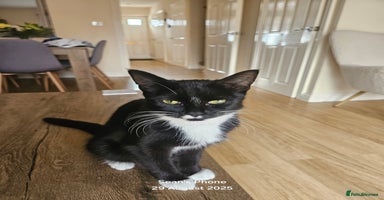 British Shorthair cats - Advert 15