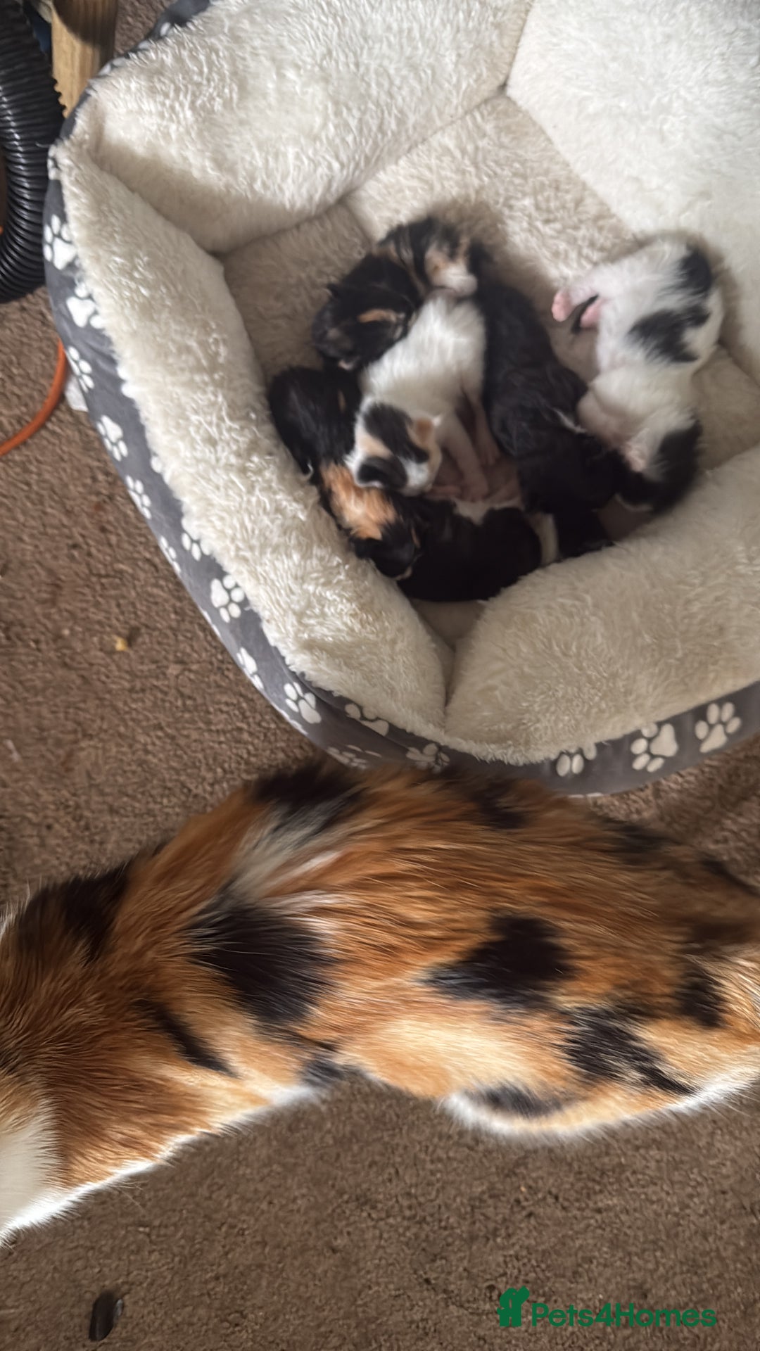 Mixed Breed cats for sale: 6 kittens all different colours  - Image 12