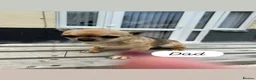 Chihuahua dogs for sale: Beautiful  **  chihuahuas in Cambridge - Advert 4