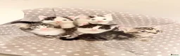 Mixed Breed cats for sale: Cute kittens - Advert 8