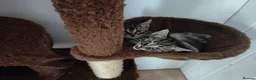 Domestic Shorthair cats for adoption: Summer Kittens in Cheddar - Advert 2