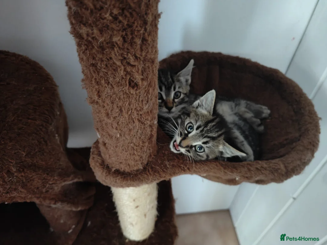 Domestic Shorthair cats for adoption: Summer Kittens in Cheddar - Advert 2