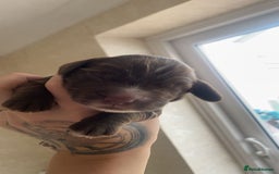 Sprocker dogs for sale: Healthy Springer Spaniel Pups  - Advert 4