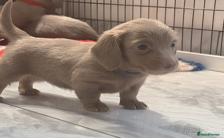 Miniature Dachshund dogs - Advert 6