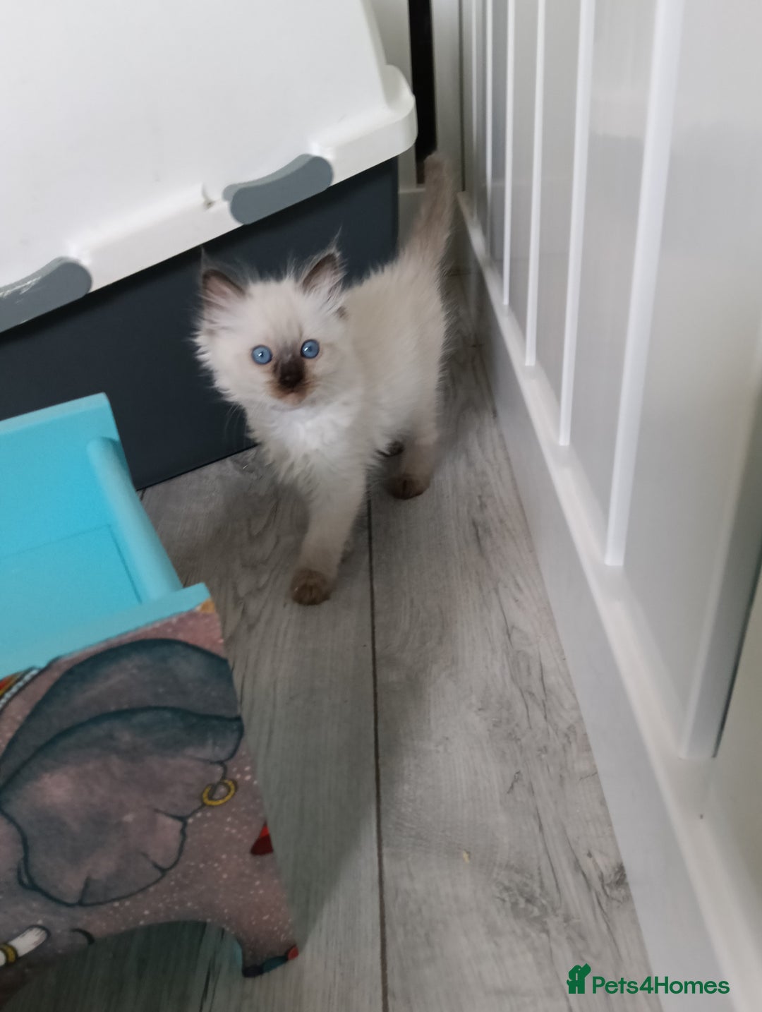 Ragdoll cats for sale: GCCF Reg'd Seal and Chocolate Ragdolls ready July  - Image 5