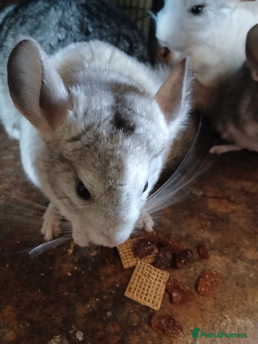 Chinchilla rodents for sale: 2 Baby male Chinchillas for Sale - Advert 3