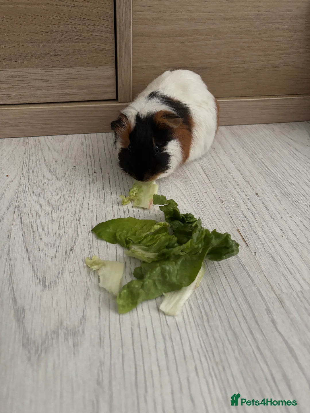 Guinea Pig rodents for sale: 2 male guinea pigs  in Bristol - Advert 2