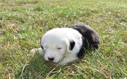 Old English Sheepdog dogs for sale: Stunning Old English Sheepdog Puppies KC Reg - Image 22